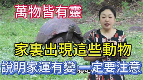 家裡有動物靈|動物靈